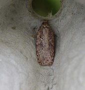 Agonopterix ciliella/heracliana