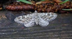 Lyngdvergmåler (Eupithecia nanata)