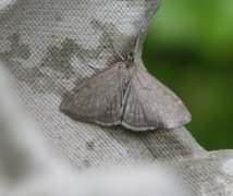 Marimjelleengmott (Anania fuscalis)