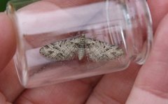 Strekdvergmåler (Eupithecia exiguata)