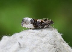 Marbled Orchard Tortrix (Hedya nubiferana)