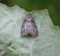 Punkthalvspinner (Ochropacha duplaris)