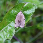 Large Ivy Tortrix (Lozotaenia forsterana)