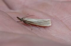 Yellow Satin Veneer (Crambus perlella)