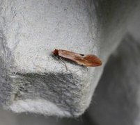 Rødgul reirmøll (Tinea semifulvella)