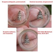 Large Grey (Scoparia subfusca)