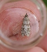 Common Grey (Scoparia ambigualis)