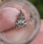 Little Grey (Eudonia lacustrata)