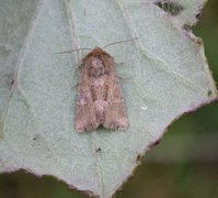 Rødgult engfly (Oligia fasciuncula)