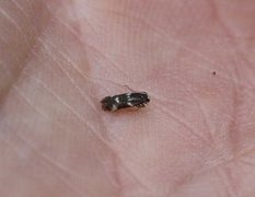 White-headed Dwarf (Elachista albifrontella)
