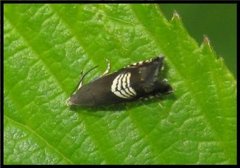 Triple-stripe Piercer (Grapholita compositella)