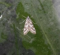 Beautiful China-mark (Nymphula nitidulata)