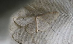 Randengmåler (Idaea biselata)