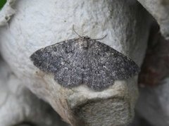 Tannringmåler (Charissa obscurata)