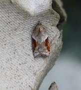 Jordbær-/buskflatvikler (Acleris comariana/laterana)