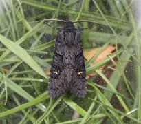 Black Rustic (Aporophyla nigra)