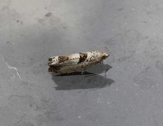 Small Birch Bell (Epinotia ramella)