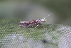 Variable Smudge (Ypsolopha ustella)
