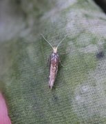 Variable Smudge (Ypsolopha ustella)