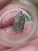 Lønnebladflatvikler (Acleris sparsana)