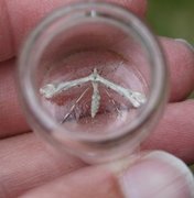 Triangle Plume (Platyptilia gonodactyla)