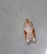 Jordbær-/buskflatvikler (Acleris comariana/laterana)