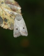 Red-line Quaker (Agrochola lota)