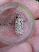 Agonopterix ocellana