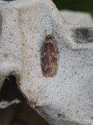 Large Carrot Flat-body (Agonopterix ciliella)