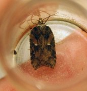 Granflatvikler (Acleris abietana)