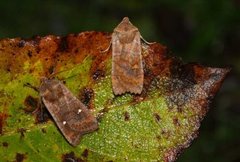 Bølgefly (Eupsilia transversa)