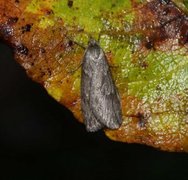 Horse Chestnut (Pachycnemia hippocastanaria)