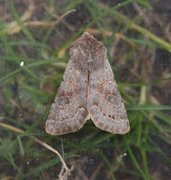 Lead-coloured Drab (Orthosia populeti)