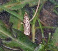 Punktflatvikler (Acleris lipsiana)