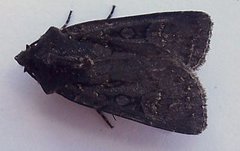 Garden Dart (Euxoa nigricans)