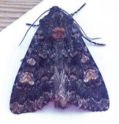 Røddusket engfly (Apamea rubrirena)