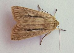 Brungult gressfly (Mythimna impura)