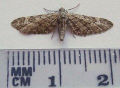 Augustdvergmåler (Eupithecia pusillata)