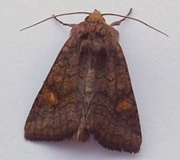 Large Ear (Amphipoea lucens)