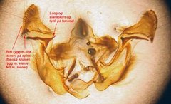 Large Ear (Amphipoea lucens)