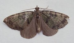 Seljebuskmåler (Hydriomena furcata)