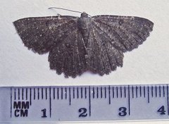 Tannringmåler (Charissa obscurata)