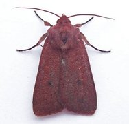 Neglected Rustic (Xestia castanea)