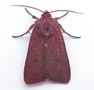 Lyngbakkefly (Xestia castanea)