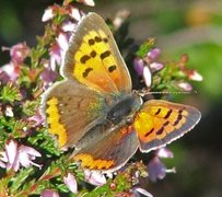 Ildgullvinge (Lycaena phlaeas)