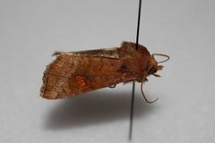 Myrstengelfly (Amphipoea lucens)