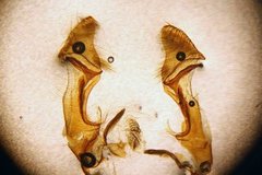 Large Ear (Amphipoea lucens)