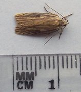 Dark-fringed Flat-body (Agonopterix nervosa)