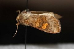 Myrstengelfly (Amphipoea lucens)