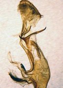 Large Ear (Amphipoea lucens)
